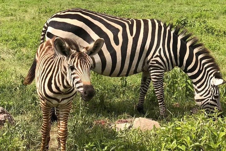 3-Day Serengeti & Ngorongoro Crater Safari — See the Big Five in 3 Days photo 2