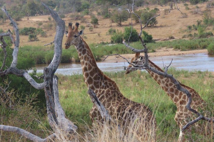 Full-Day Kruger Safari: Open-Vehicle Game Drive from Hazyview photo 2