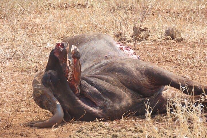 Full-Day Kruger Safari: Open-Vehicle Game Drive from Hazyview photo 3