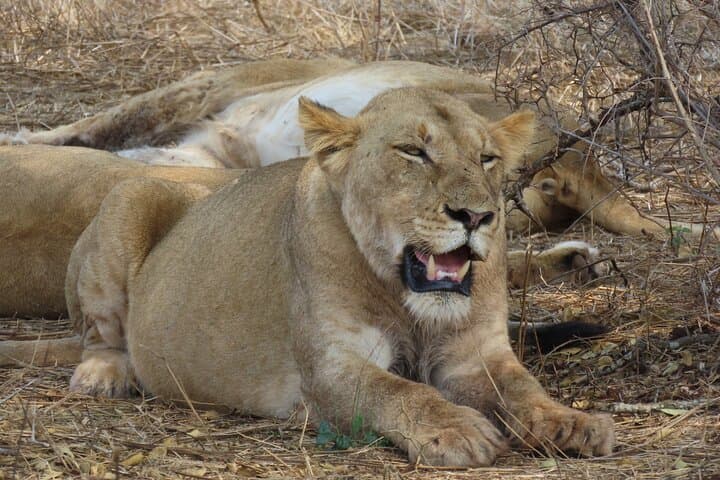 Full-Day Kruger Safari: Open-Vehicle Game Drive from Hazyview photo 4
