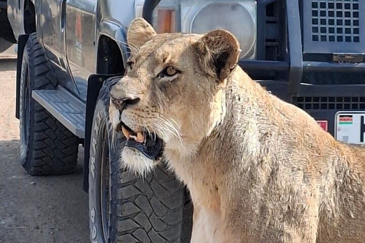 Nairobi National Park Shared Game Drive: 5-Hour Open-Roof Safari from the City