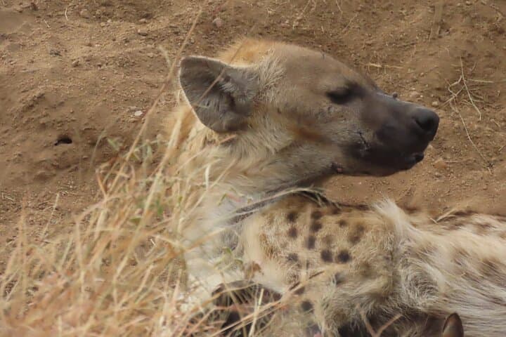 Full-Day Kruger Safari: Open-Vehicle Game Drive from Hazyview photo 5
