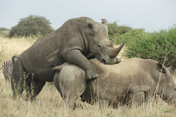 Nairobi National Park Shared Game Drive: 5-Hour Open-Roof Safari from the City photo 3