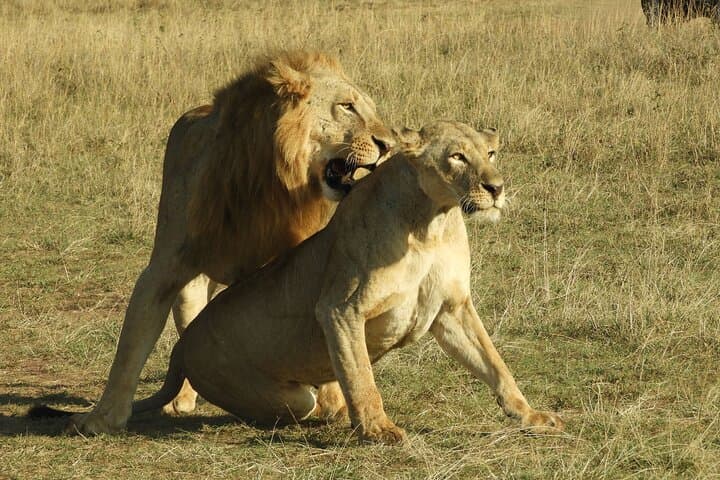 Nairobi National Park Shared Game Drive: 5-Hour Open-Roof Safari from the City photo 5