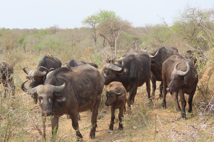 Full-Day Kruger Safari: Open-Vehicle Game Drive from Hazyview photo 6