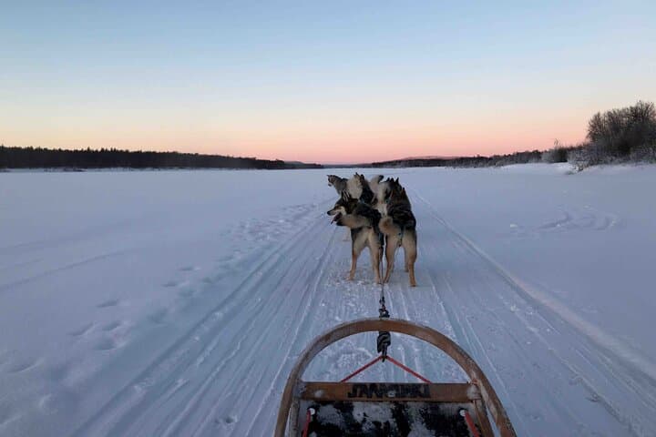 Rovaniemi Husky Sled Ride with Professional Photographer photo 6