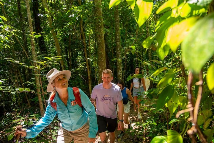 Cedar Creek Falls Rainforest Bushwalk from Airlie Beach — Eco Adventure