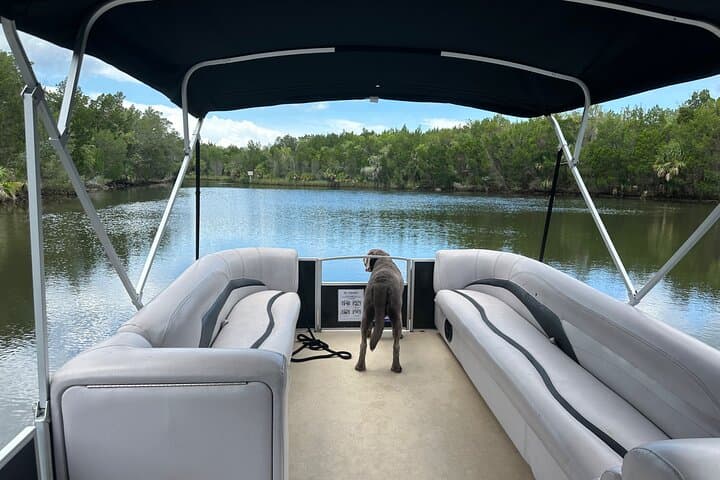 Intimate Wildlife Cruise on Kings Bay: Explore Florida’s Manatee Haven photo 3