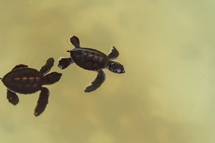 Khao Lak Highlights: Turtle Conservation, Ethical Elephants & Sai Rung Waterfall Half-Day Tour photo 3