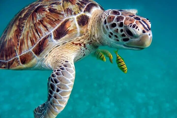 Khao Lak Highlights: Turtle Conservation, Ethical Elephants & Sai Rung Waterfall Half-Day Tour