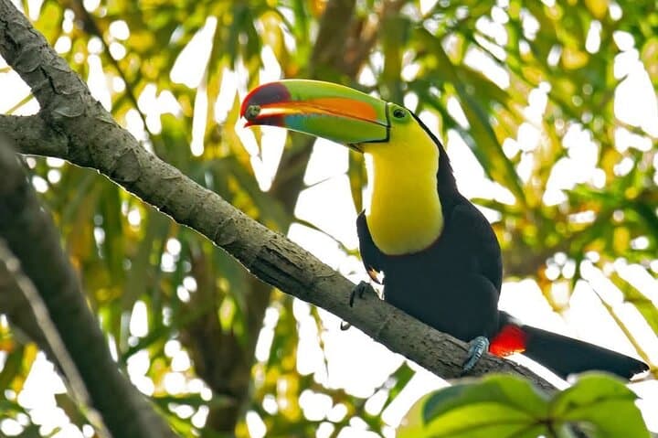 Roatán Wildlife Park, City Tour & West Bay Beach Day — Full-Island Highlights