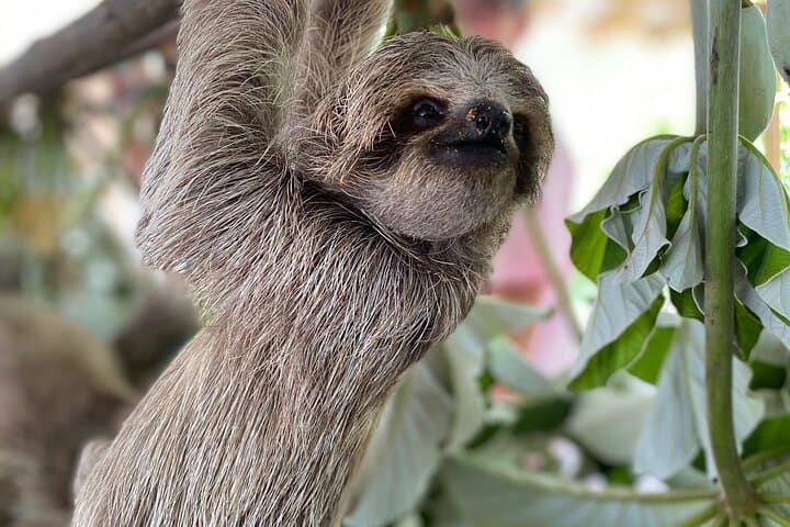 Roatán Wildlife Park, City Tour & West Bay Beach Day — Full-Island Highlights photo 6