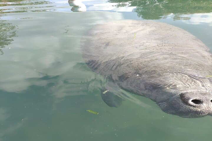 Silver Springs Glass-Bottom Boat & Kayak Day Trip from Orlando photo 2