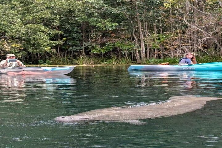 Silver Springs Glass-Bottom Boat & Kayak Day Trip from Orlando photo 4