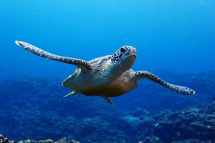 Turtle Snorkeling in Ishigaki: Small-Group English Beach Snorkel with Turtles photo 2