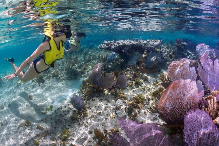 Cozumel 3 Reefs Snorkel: Swim Colombia, Palancar & El Cielo in One Day photo 3