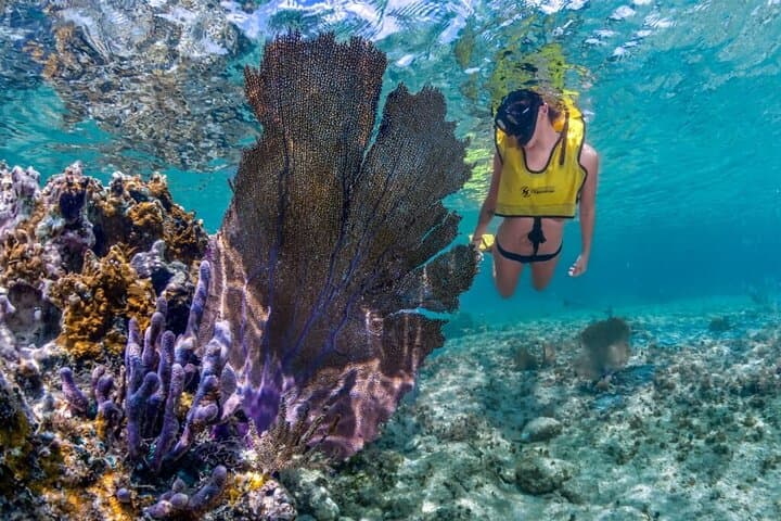 Cozumel 3 Reefs Snorkel: Swim Colombia, Palancar & El Cielo in One Day