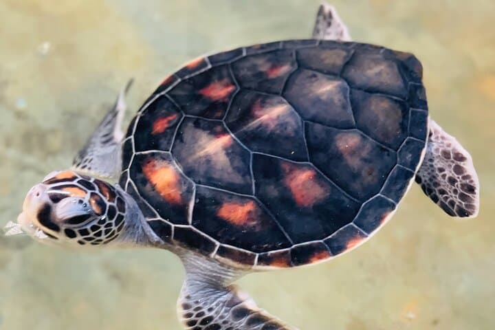 Galle Day Tour: Turtle Hatchery & Madu River Boat Safari