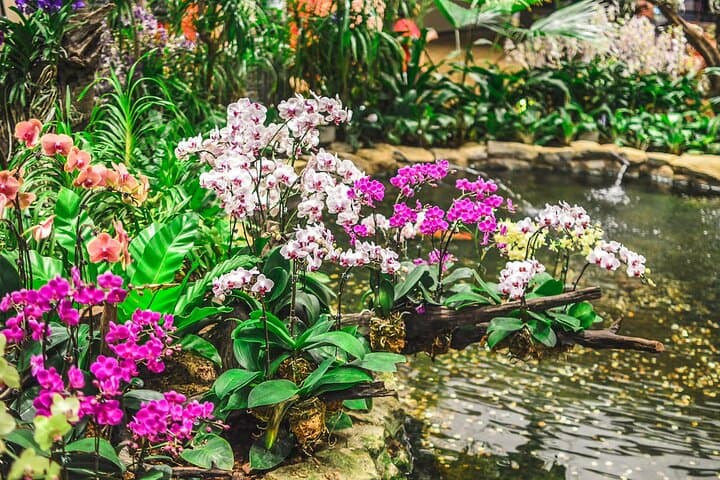 Inside Singapore’s National Orchid Garden: Tickets, Tips & What to Expect photo 4