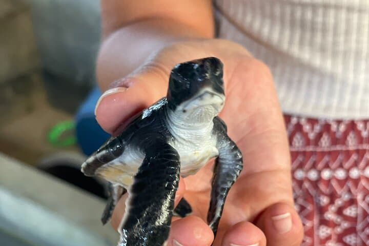 Galle Day Tour: Turtle Hatchery & Madu River Boat Safari photo 5