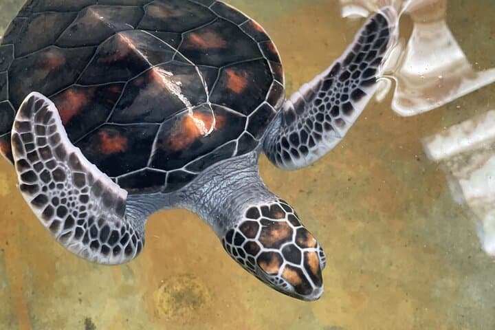 Galle Day Tour: Turtle Hatchery & Madu River Boat Safari photo 6