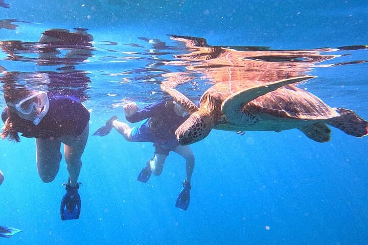 Turtle Snorkeling in Ishigaki: Small-Group English Beach Snorkel with Turtles photo 3