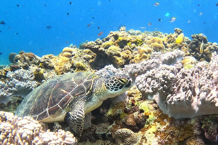 Turtle Snorkeling in Ishigaki: Small-Group English Beach Snorkel with Turtles photo 4