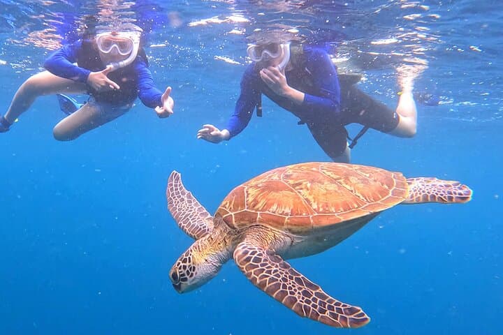 Turtle Snorkeling in Ishigaki: Small-Group English Beach Snorkel with Turtles photo 5