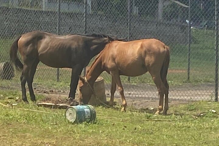 Horseback Riding in the Scenic Hills of Trelawny — Countryside Trail Rides Near Falmouth