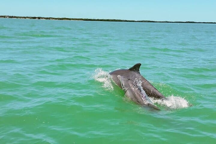Private Dolphin Watching & Sandbank Tour from Isla Aguada, Campeche photo 6