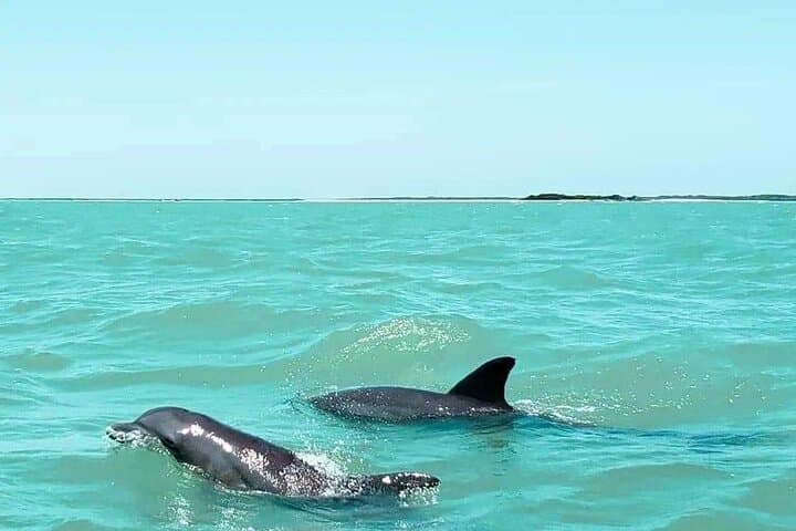 Private Dolphin Watching & Sandbank Tour from Isla Aguada, Campeche photo 2