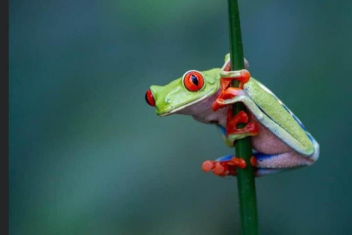 La Fortuna Night Walk: Guided Nocturnal Rainforest Tour to See Frogs & Bats photo 1