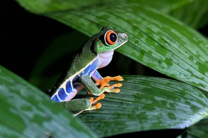 La Fortuna Night Walk: Guided Nocturnal Rainforest Tour to See Frogs & Bats photo 4