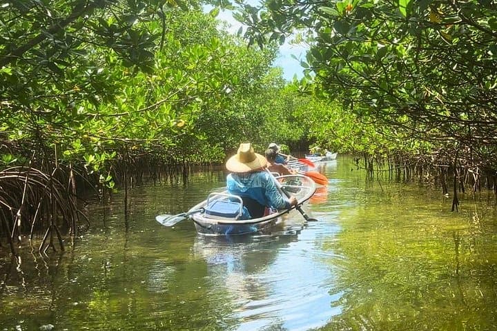 Clear Kayak Mangrove Tunnel Eco Tour — Longboat Key, Sarasota photo 1