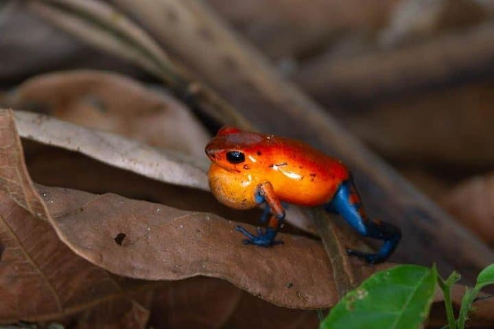 La Fortuna Night Walk: Guided Nocturnal Rainforest Tour to See Frogs & Bats photo 2