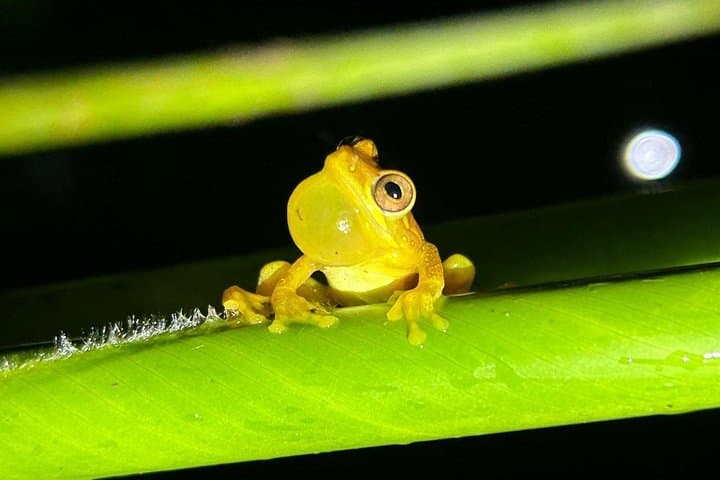 La Fortuna Night Walk: Guided Nocturnal Rainforest Tour to See Frogs & Bats photo 3