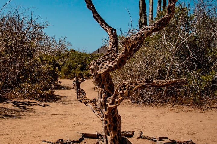 Los Cabos Horseback Riding Adventure: Beach & Desert Ride with Tequila Tasting photo 6