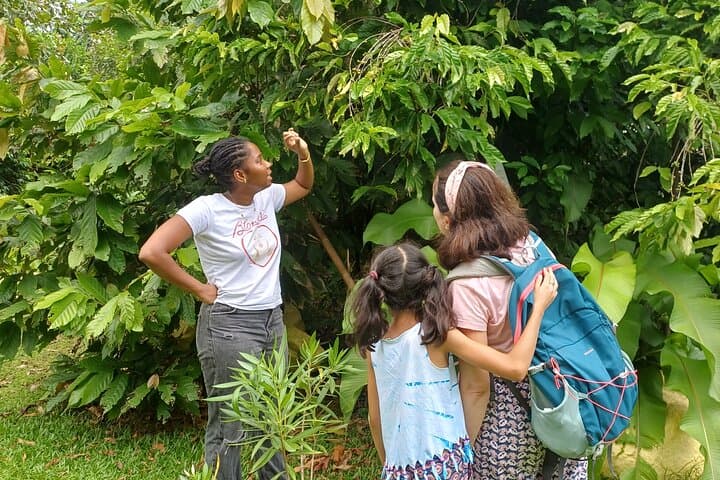 Vanilla Circuit: Mangrove Walk, Producer Visit and Wild Beach on Martinique's Caravelle Peninsula photo 5