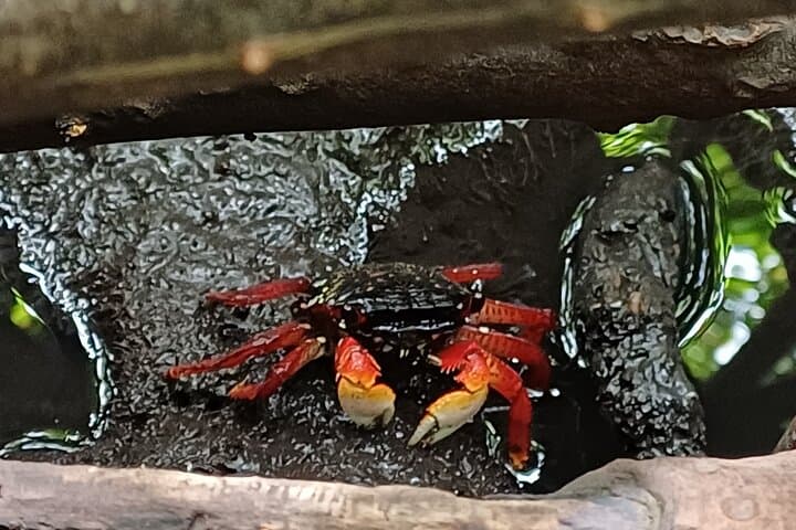 Vanilla Circuit: Mangrove Walk, Producer Visit and Wild Beach on Martinique's Caravelle Peninsula photo 4