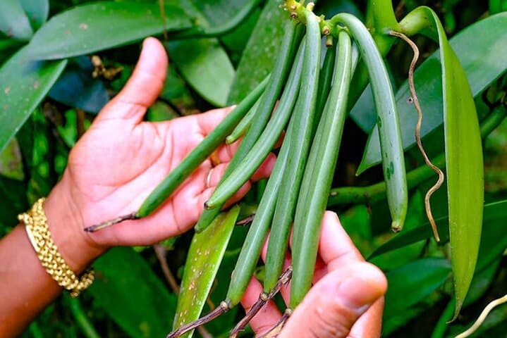 Vanilla Circuit: Mangrove Walk, Producer Visit and Wild Beach on Martinique's Caravelle Peninsula photo 6