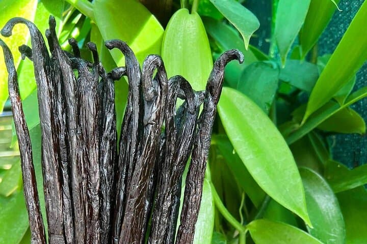 Vanilla Circuit: Mangrove Walk, Producer Visit and Wild Beach on Martinique's Caravelle Peninsula