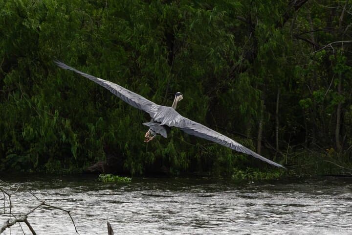 New Orleans Large Airboat Swamp Tour — Bayou Wildlife & History photo 4