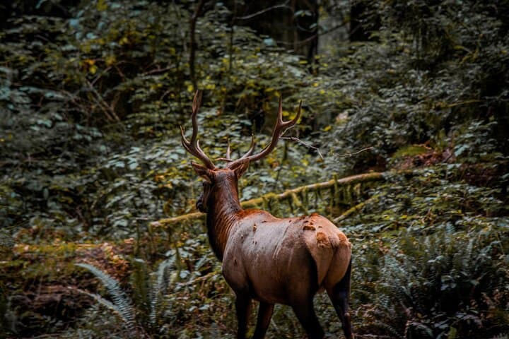 Explore Redwood National Park and Prairie Creek on a Guided 4-Hour E-Bike Tour photo 3