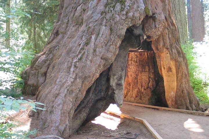 Calaveras Big Trees State Park Day Tour: Giant Sequoias, Gold Rush Roads, and Stanislaus River Walks