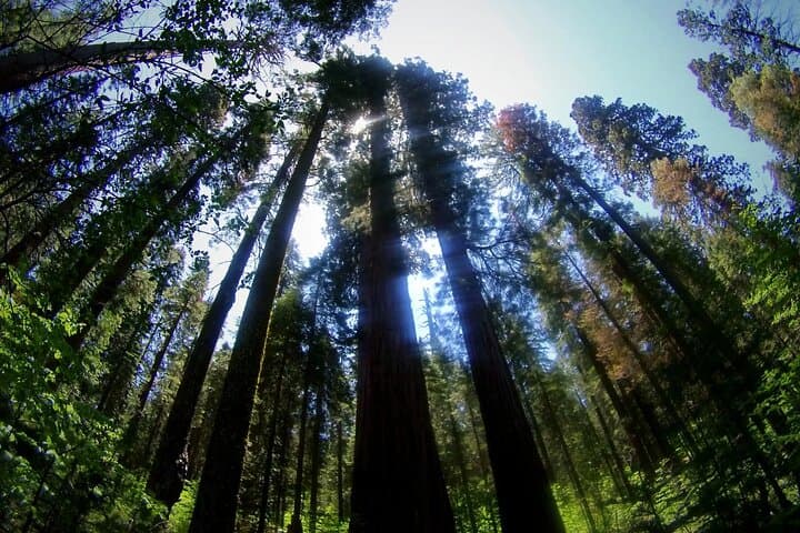 Calaveras Big Trees State Park Day Tour: Giant Sequoias, Gold Rush Roads, and Stanislaus River Walks photo 3