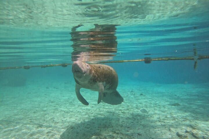 Crystal River Small Group Manatee Swim: Up-Close Wildlife Encounters & Shell Island Exploration photo 2