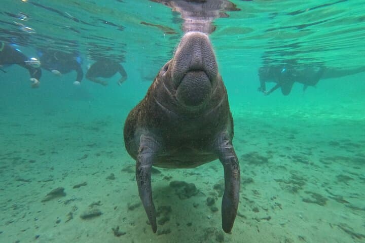 Crystal River Small Group Manatee Swim: Up-Close Wildlife Encounters & Shell Island Exploration