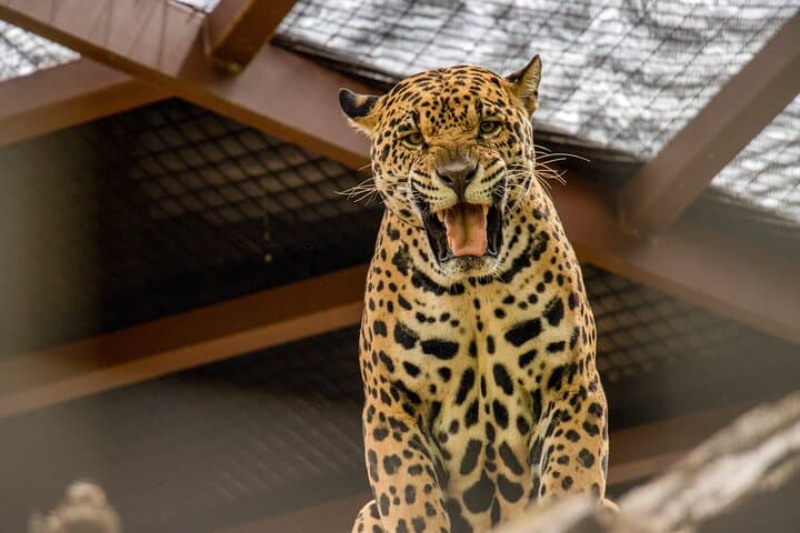 Diamante Animal Sanctuary and Sugarcane-to-Cup Cultural Tour — Tamarindo photo 2