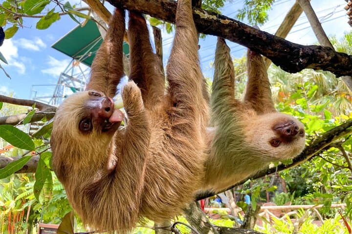 Diamante Animal Sanctuary and Sugarcane-to-Cup Cultural Tour — Tamarindo
