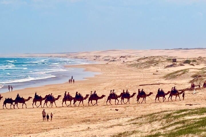 Anna Bay & Nelson Bay Day Tour: Stockton Dunes, Sandboarding and Dolphin Cruise photo 1